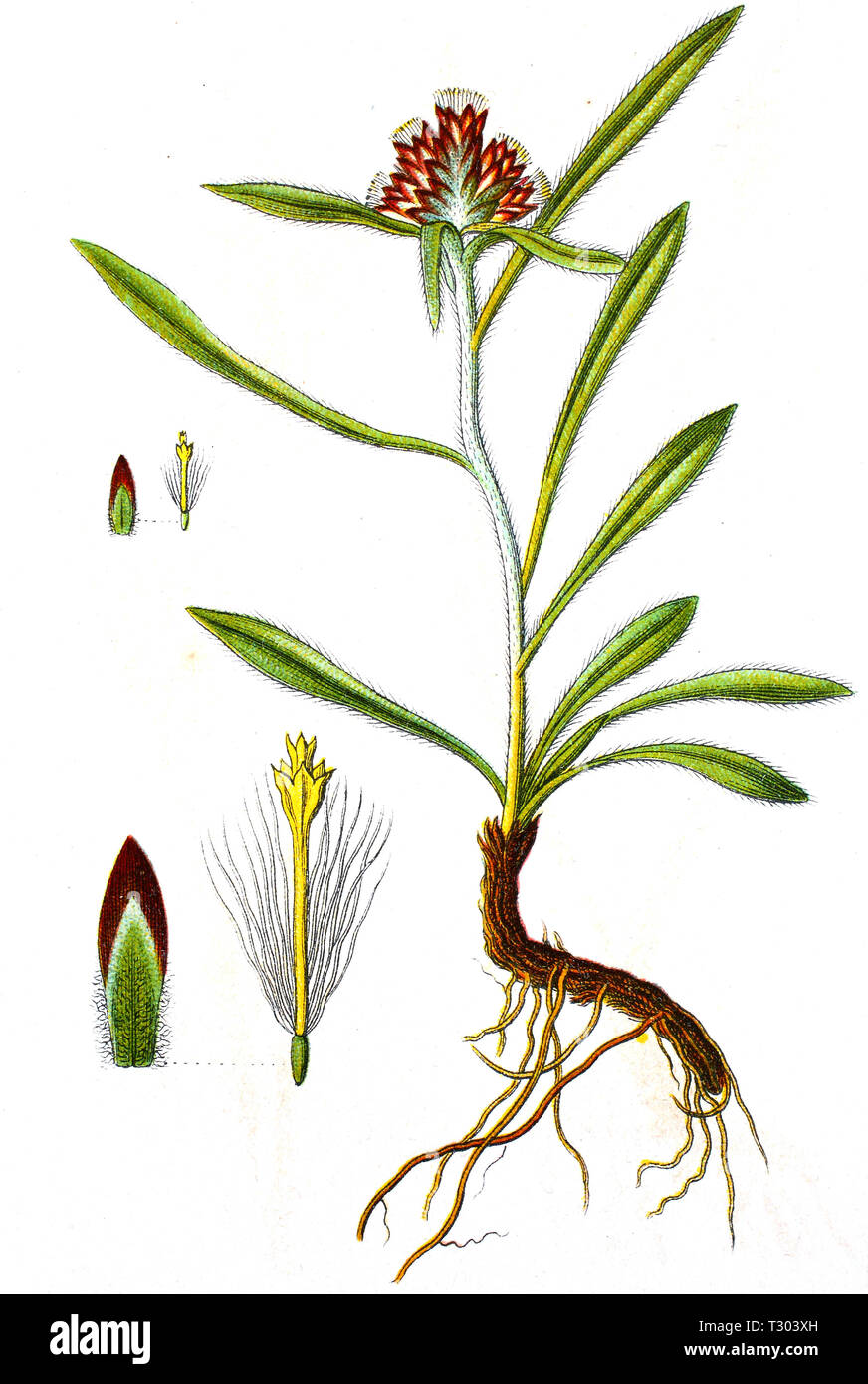 Digital improved reproduction of an illustration of, Zwerg-Ruhrkraut, Gnaphalium supinum, from an original print of the 19th century Stock Photo