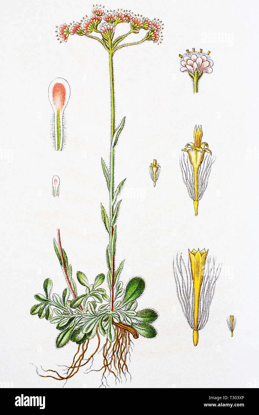 Digital improved reproduction of an illustration of, gewöhnliches Katzenpfötchen, Gnaphalium dioecum, Antennaria dioica, mountain everlasting, stoloniferous pussytoes, catsfoot, cudweed, from an original print of the 19th century Stock Photo