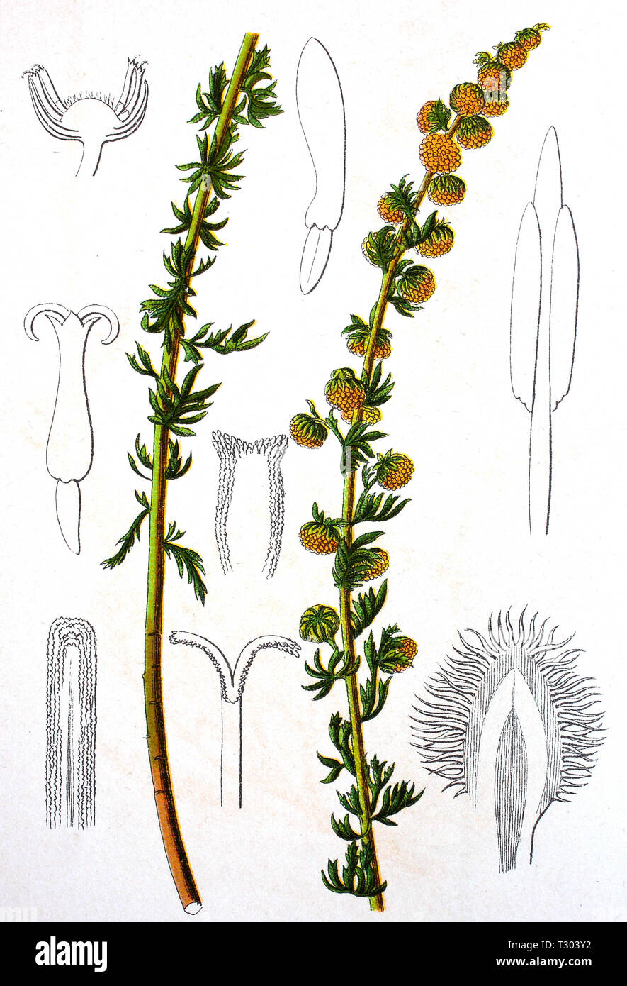 Digital improved reproduction of an illustration of, Wurmsamen, sibirischer Wermut, Zitwerbeifuß, Artemisia cina, Levant wormseed, from an original print of the 19th century Stock Photo