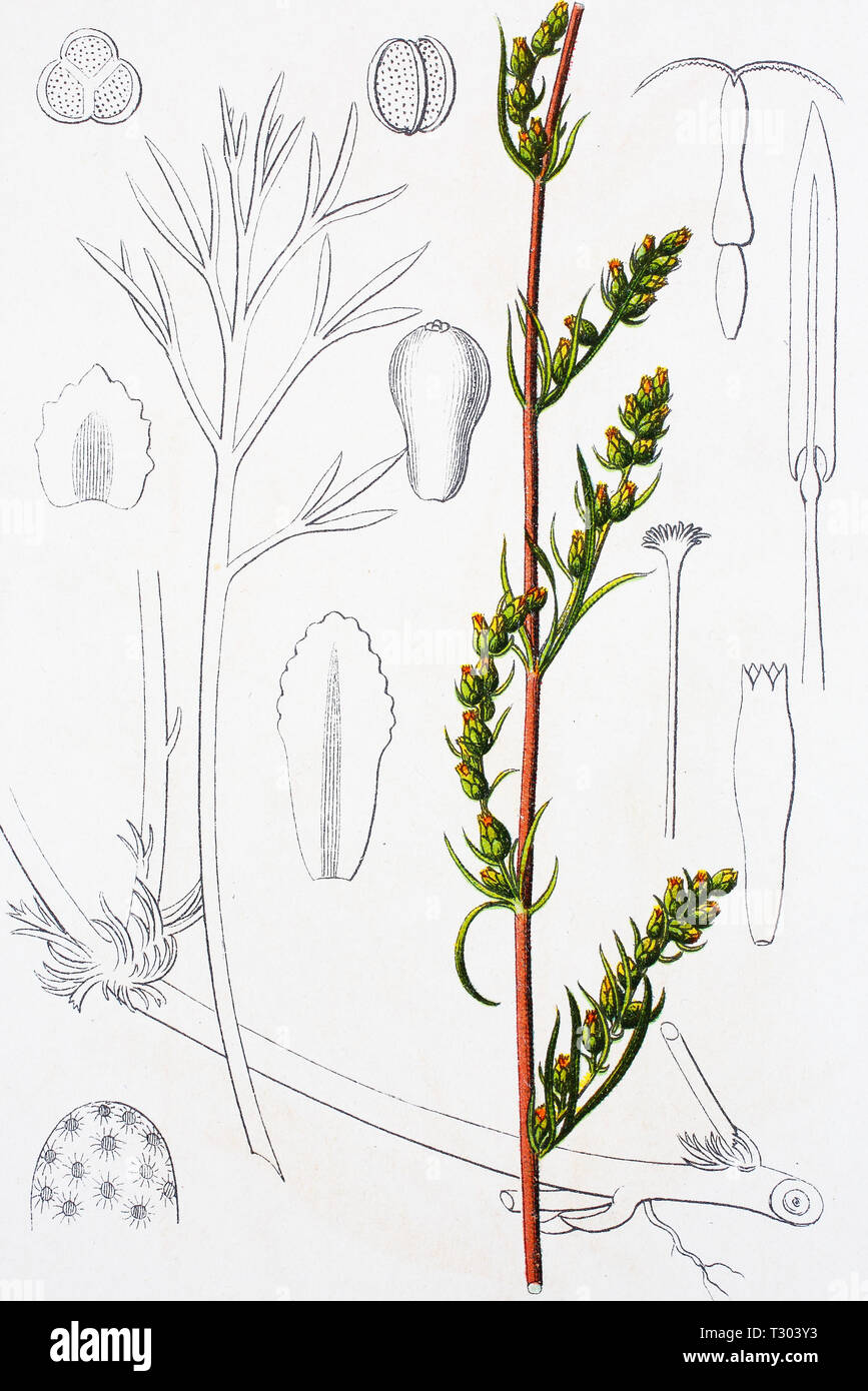 Digital improved reproduction of an illustration of, Feldbeifuß, Feld-Beifuß, Beifuß, Artemisia campestris, field wormwood, from an original print of the 19th century Stock Photo