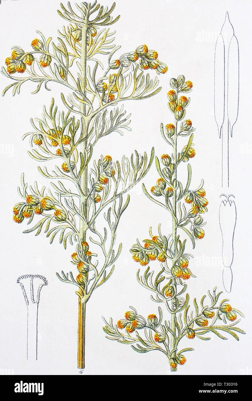 Digital improved reproduction of an illustration of, Küstenbeifuß, Küsten-Beifuß, Artemisia maritima, sea wormwood, from an original print of the 19th century Stock Photo