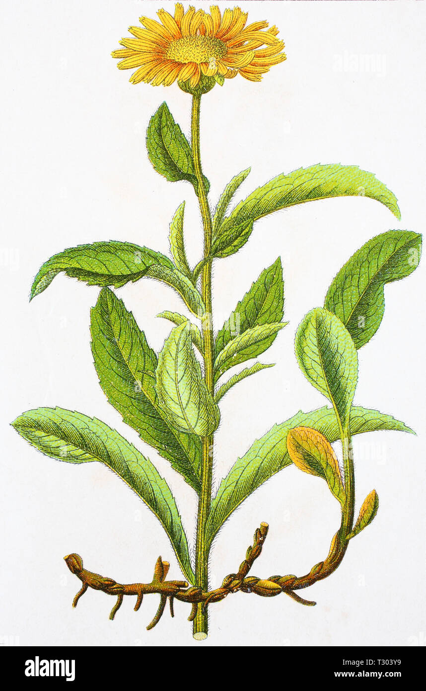 Digital improved reproduction of an illustration of, Rauher Alant, Inula  hirta, , from an original print of the 19th century Stock Photo