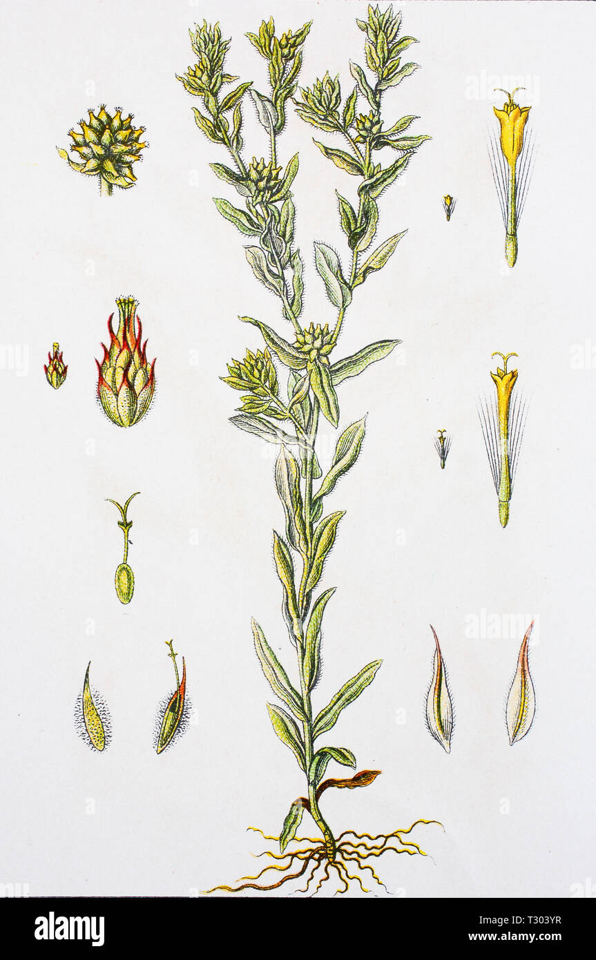 Digital improved reproduction of an illustration of, Deutsches Filzkraut, Filago germanica, common cudweed, from an original print of the 19th century Stock Photo