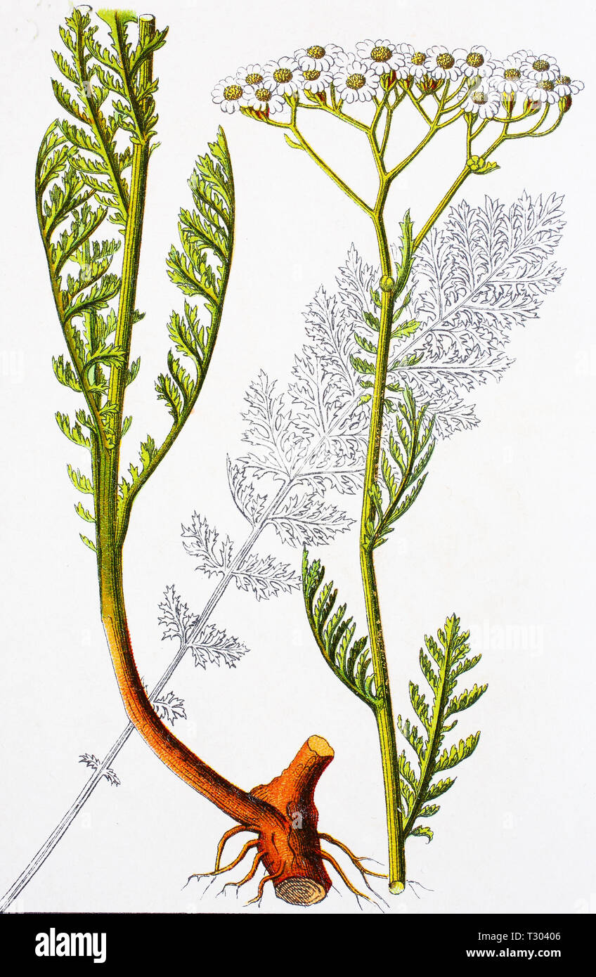 Digital improved reproduction of an illustration of, Edle Schafgarbe, Achillea nobilis, noble yarrow, from an original print of the 19th century Stock Photo