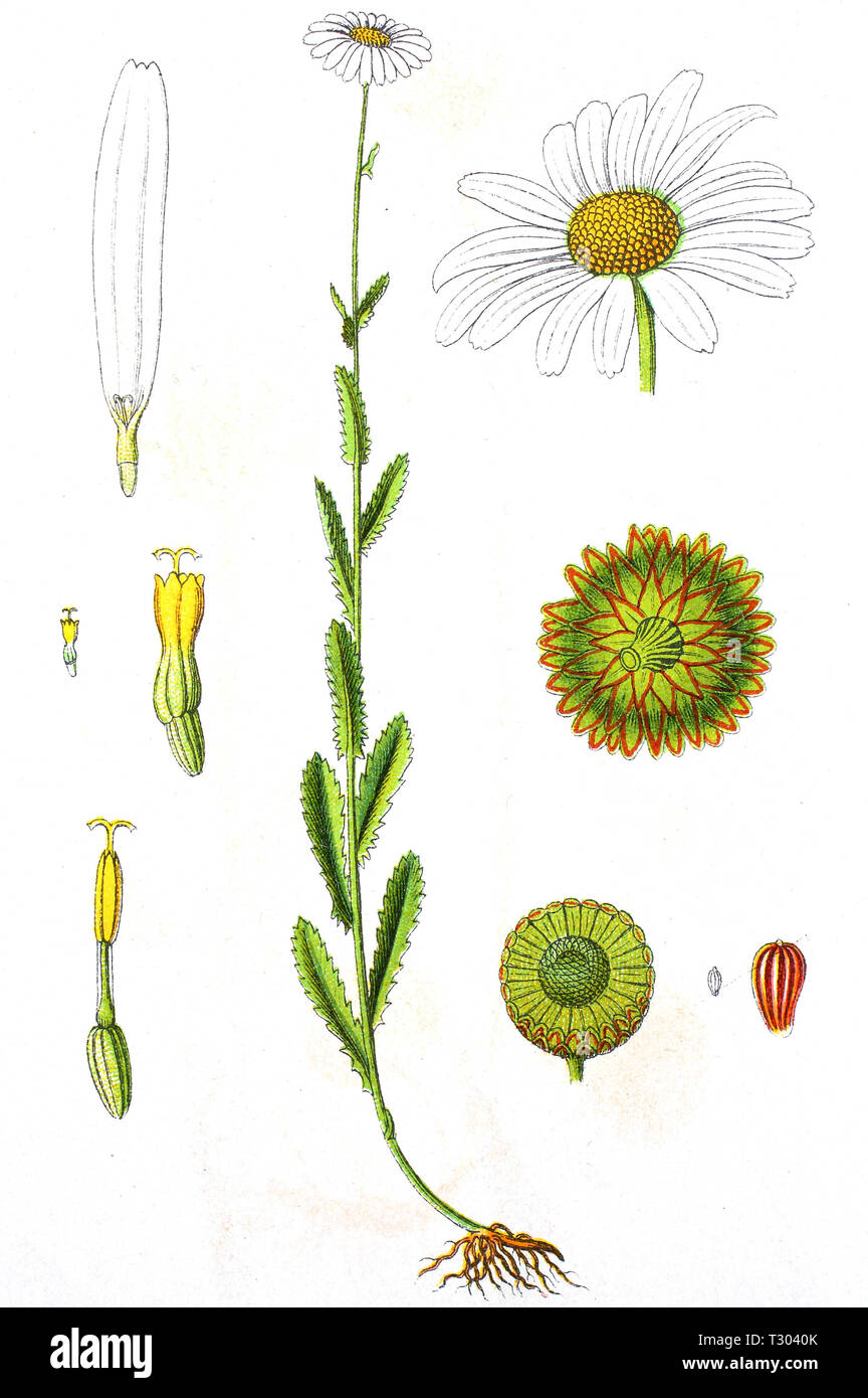 Digital improved reproduction of an illustration of, Margerite, Leucanthemum vulgare, ox-eye daisy, oxeye daisy, from an original print of the 19th century Stock Photo
