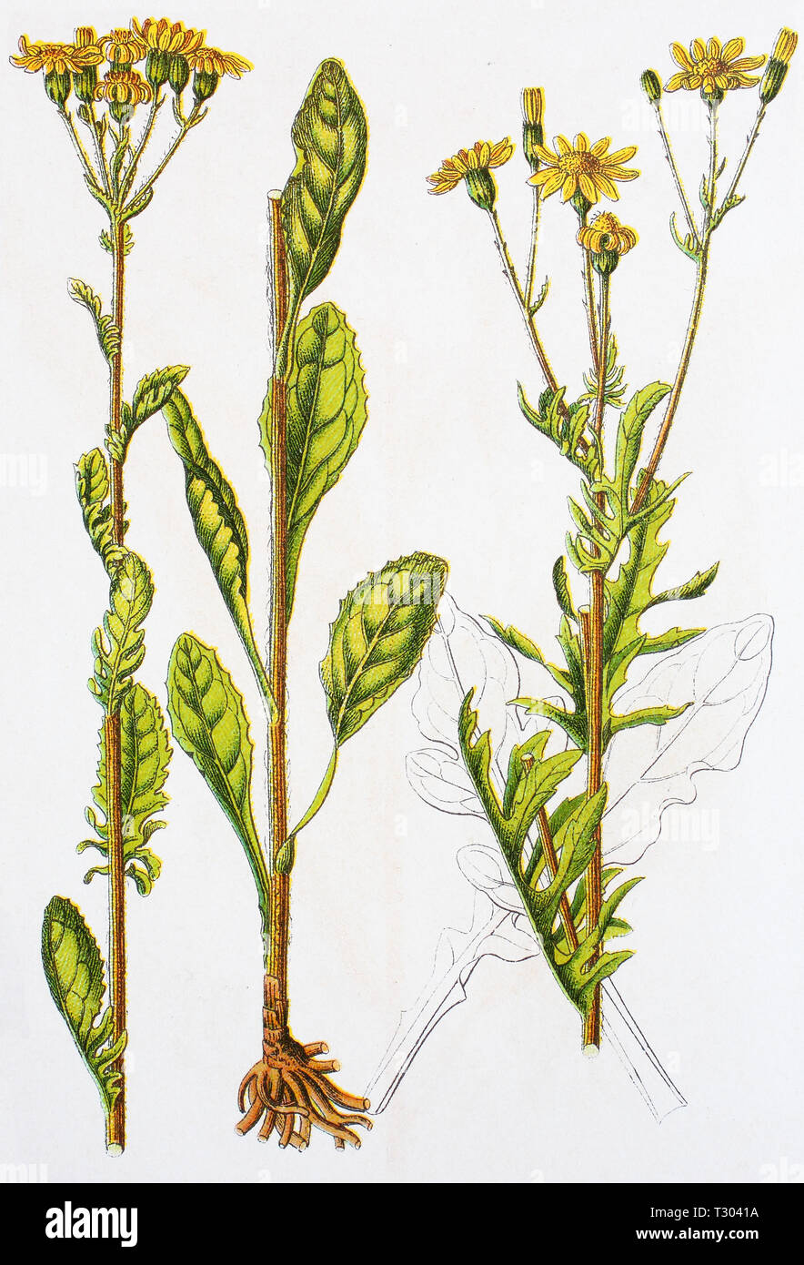 Water Ragwort Digital improved reproduction of an illustration of, Jakobskraut ...