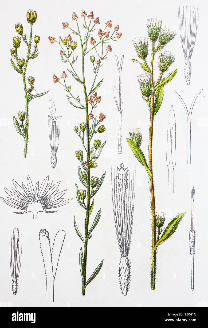 Digital improved reproduction of an illustration of, echtes Franzosenkraut und gemeines Berufkraut, Erigeron canadensis, Erigeron acris, Canadian horseweed and bitter fleabane, from an original print of the 19th century Stock Photo