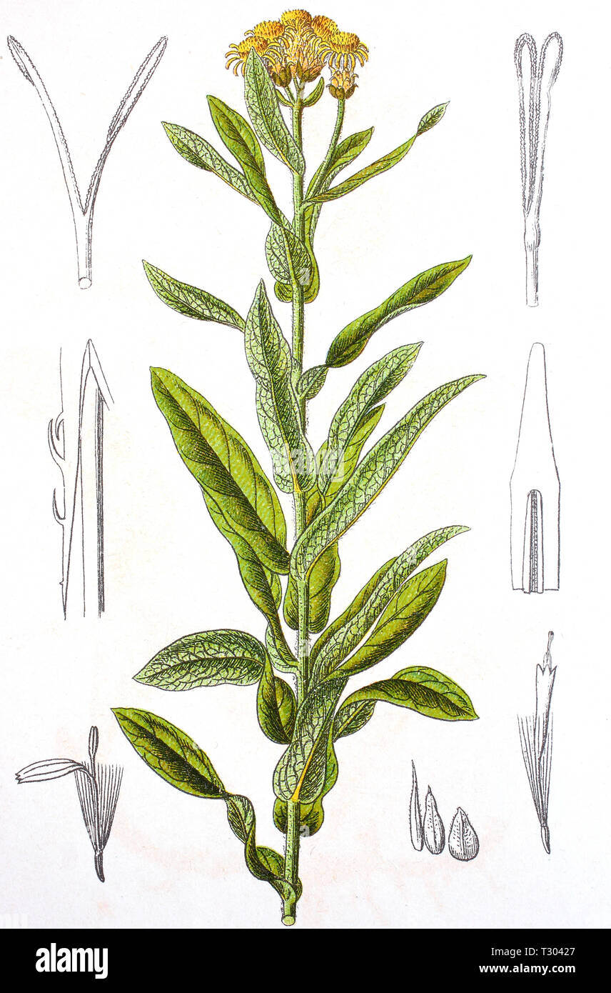Digital improved reproduction of an illustration of, Deutscher Alant, Inula germanica, german Elecampane, from an original print of the 19th century Stock Photo