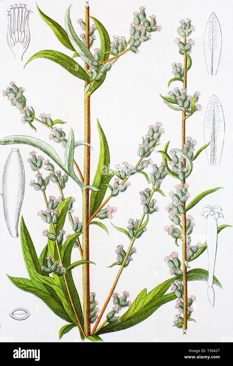 Digital improved reproduction of an illustration of, echter Beifuß, Artemisia vulgaris, common mugwort, from an original print of the 19th century Stock Photo