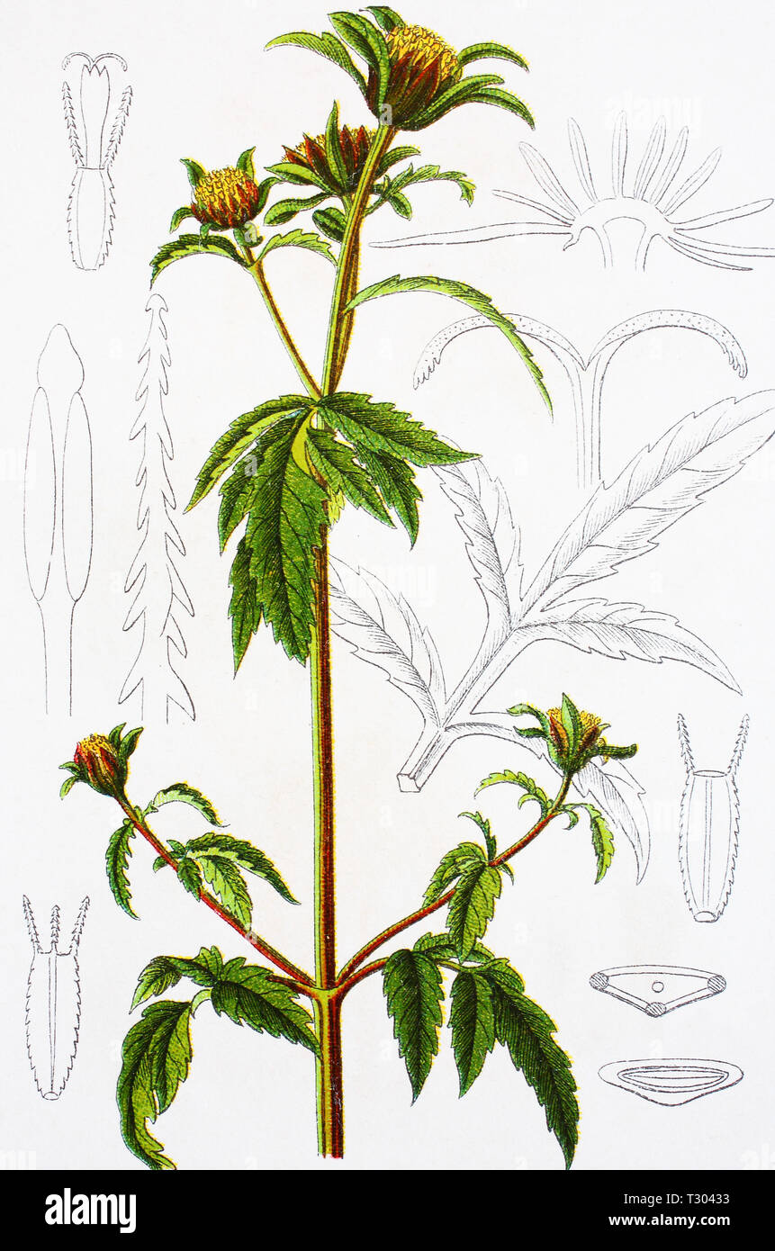 Dreiteiliger zweizahn hires stock photography and images Alamy