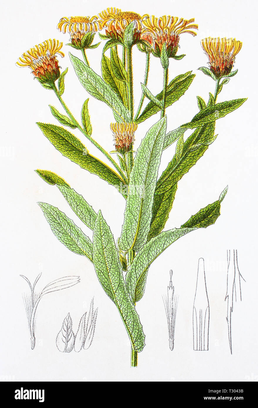 Digital improved reproduction of an illustration of, Alant variante, Inula germanica x salicina, Elecampane var, from an original print of the 19th century Stock Photo