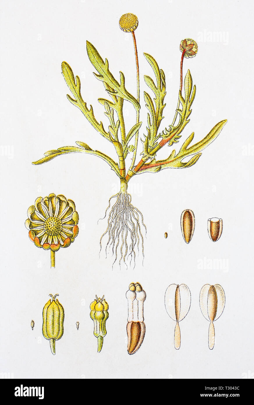 Digital improved reproduction of an illustration of, Krähenfuß