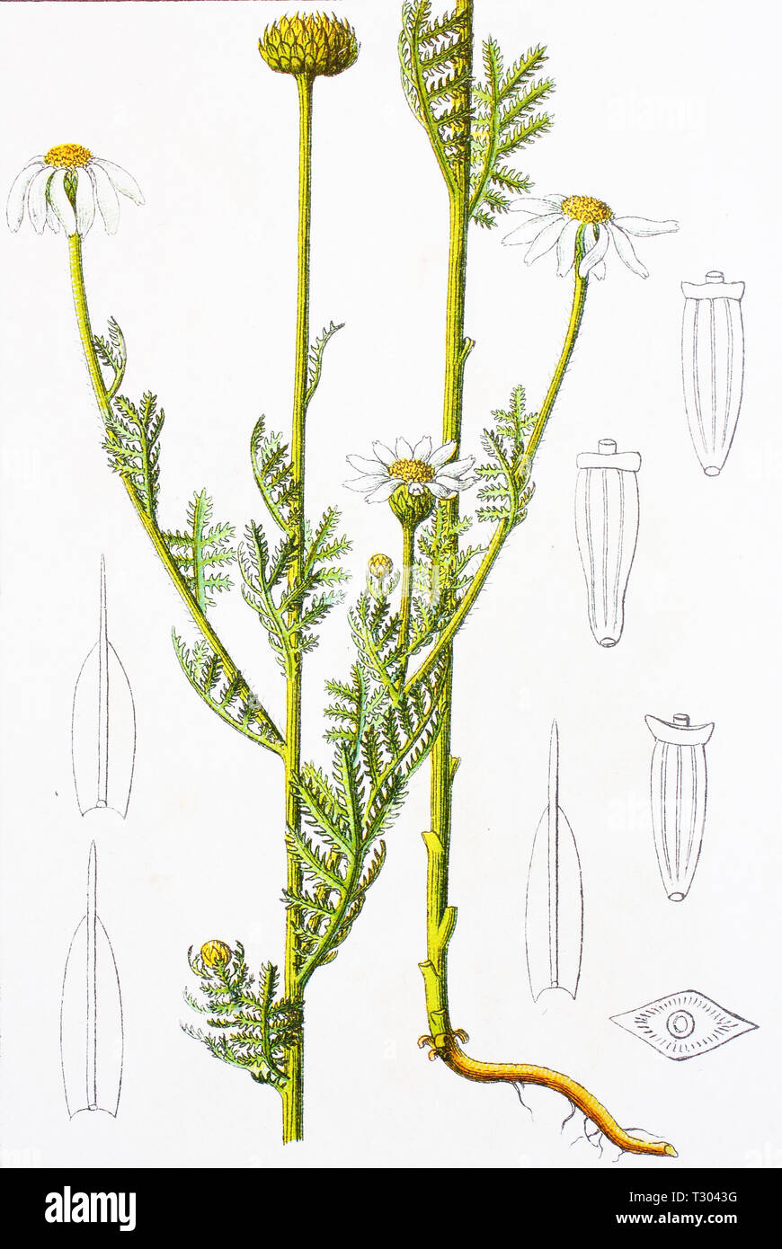 Digital improved reproduction of an illustration of, Österreichische Kamille, chamaemelum austriacum, austrian camomilla, chamomile, from an original print of the 19th century Stock Photo