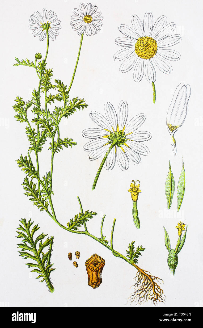 Digital improved reproduction of an illustration of, Geruchlose Kamille, Tripleurospermum inodorum, Mayweed, from an original print of the 19th century Stock Photo