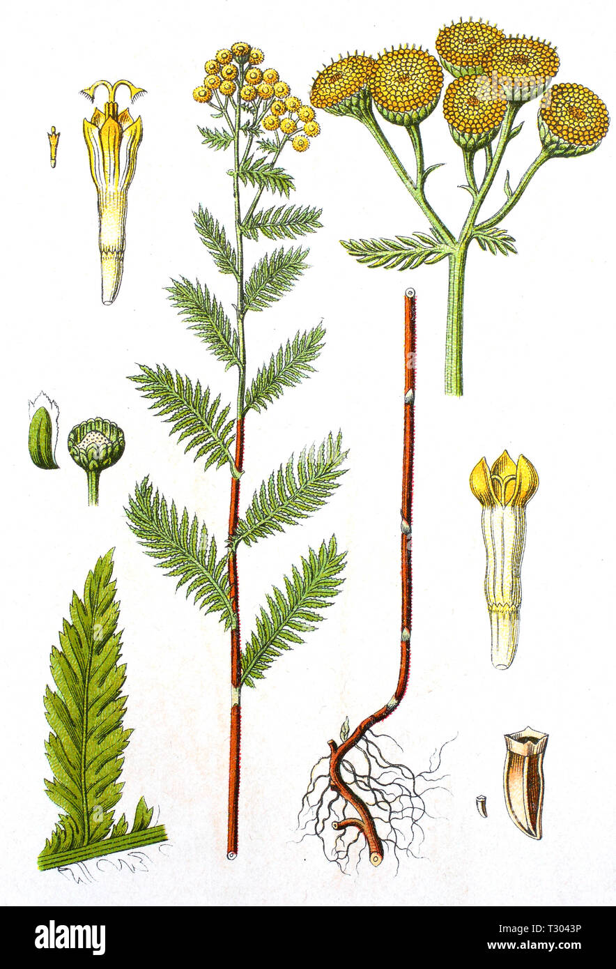 Digital improved reproduction of an illustration of, Rainfarn, Tanacetum vulgare, Tansy, from an original print of the 19th century Stock Photo