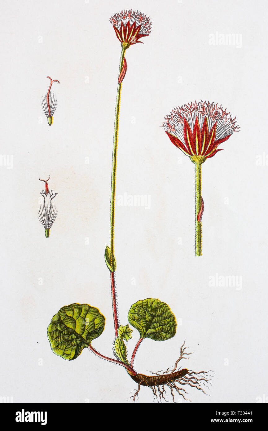 Digital improved reproduction of an illustration of, Alpenlattich, Homogyne alpina, Alpine coltsfoot, from an original print of the 19th century Stock Photo