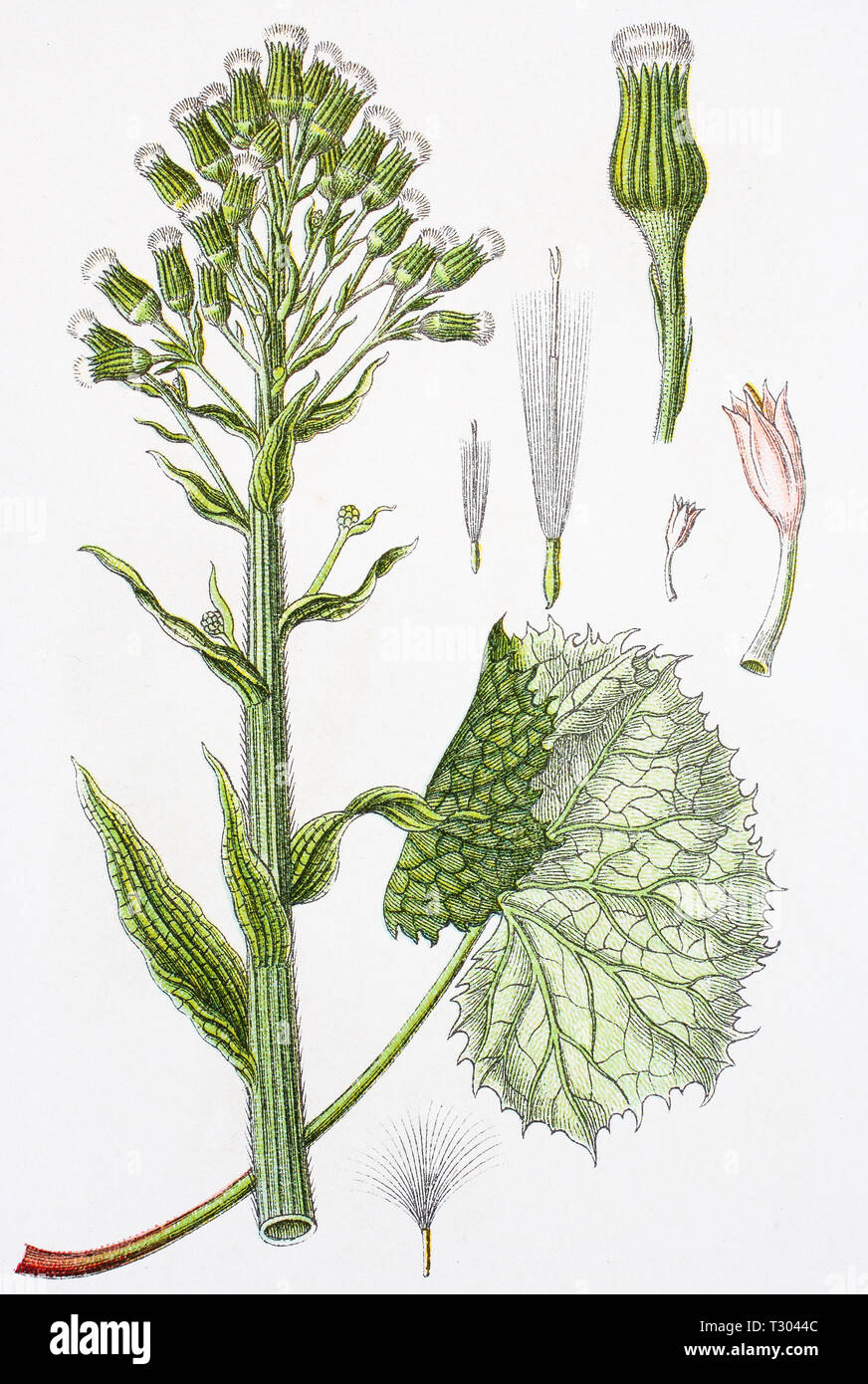 Digital improved reproduction of an illustration of, weiße Pestwurz, Petasites albus, white butterbur, from an original print of the 19th century Stock Photo