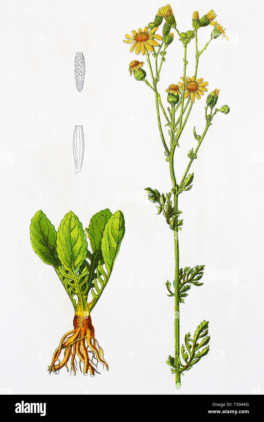 Digital improved reproduction of an illustration of, Jakobs-Greiskraut, Jacobaea vulgaris, syn. Senecio jacobaea, common ragwort, from an original print of the 19th century Stock Photo