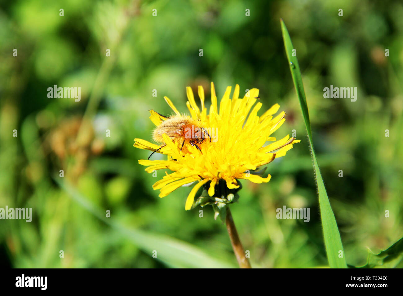 Small beetle sitting on a dandelion close-up Stock Photo