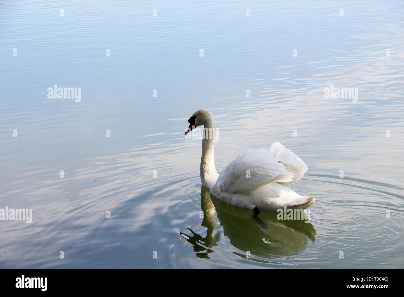 A white swan is floating on the lake. The beautiful swan. Stock Photo