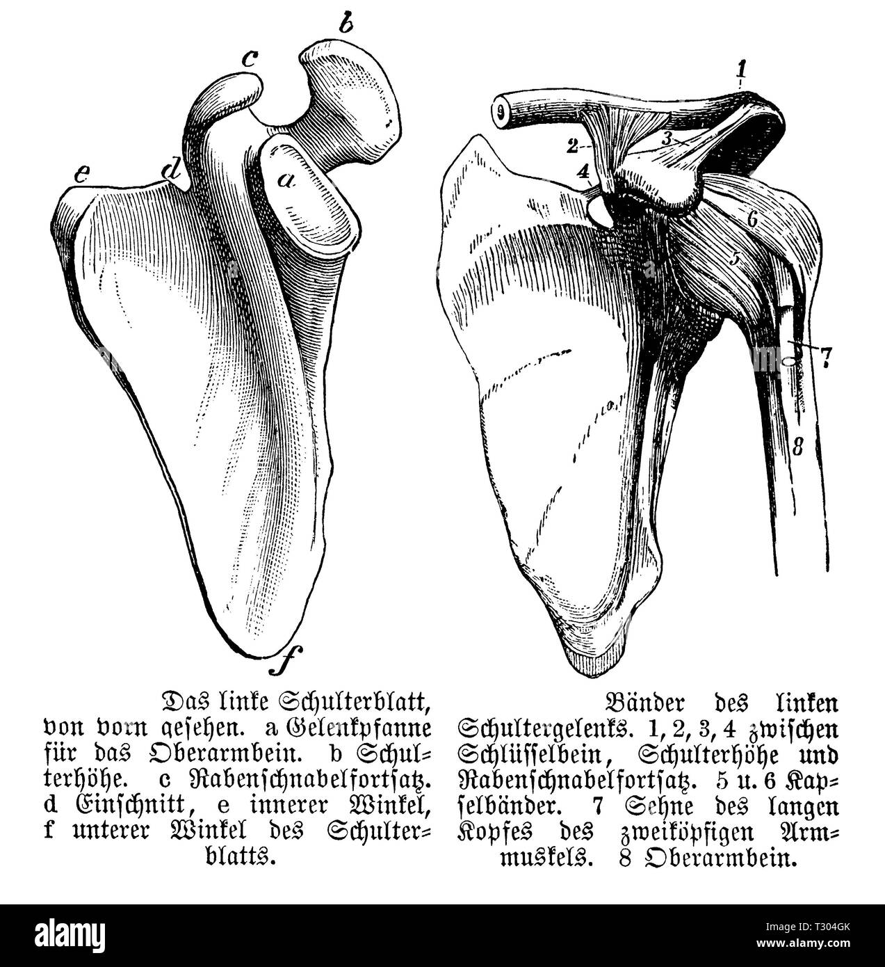 Human Shoulder joint and shoulder blade, anonym Stock Photo Alamy