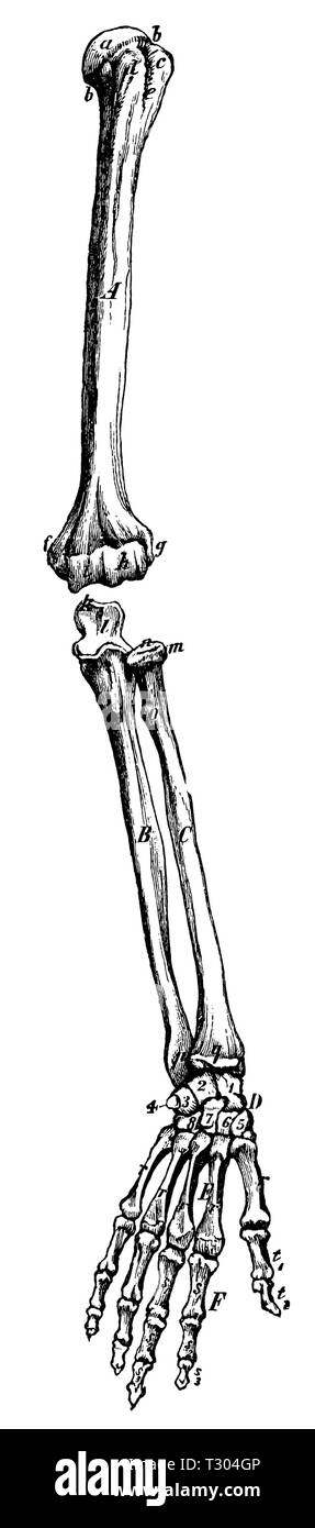 left arm skeleton drawing