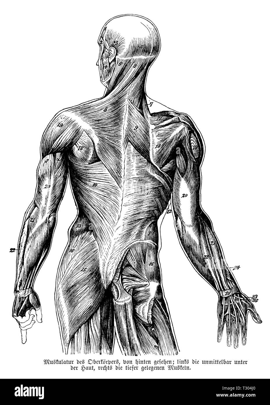 Human Musculature Of The Upper Body Anonym Stock Photo Alamy