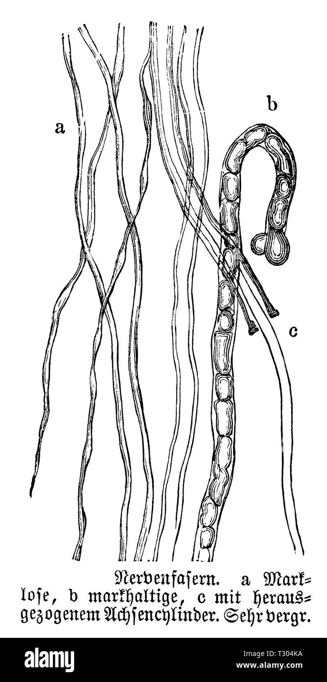 Humans: Nerve fibers, anonym Stock Photo