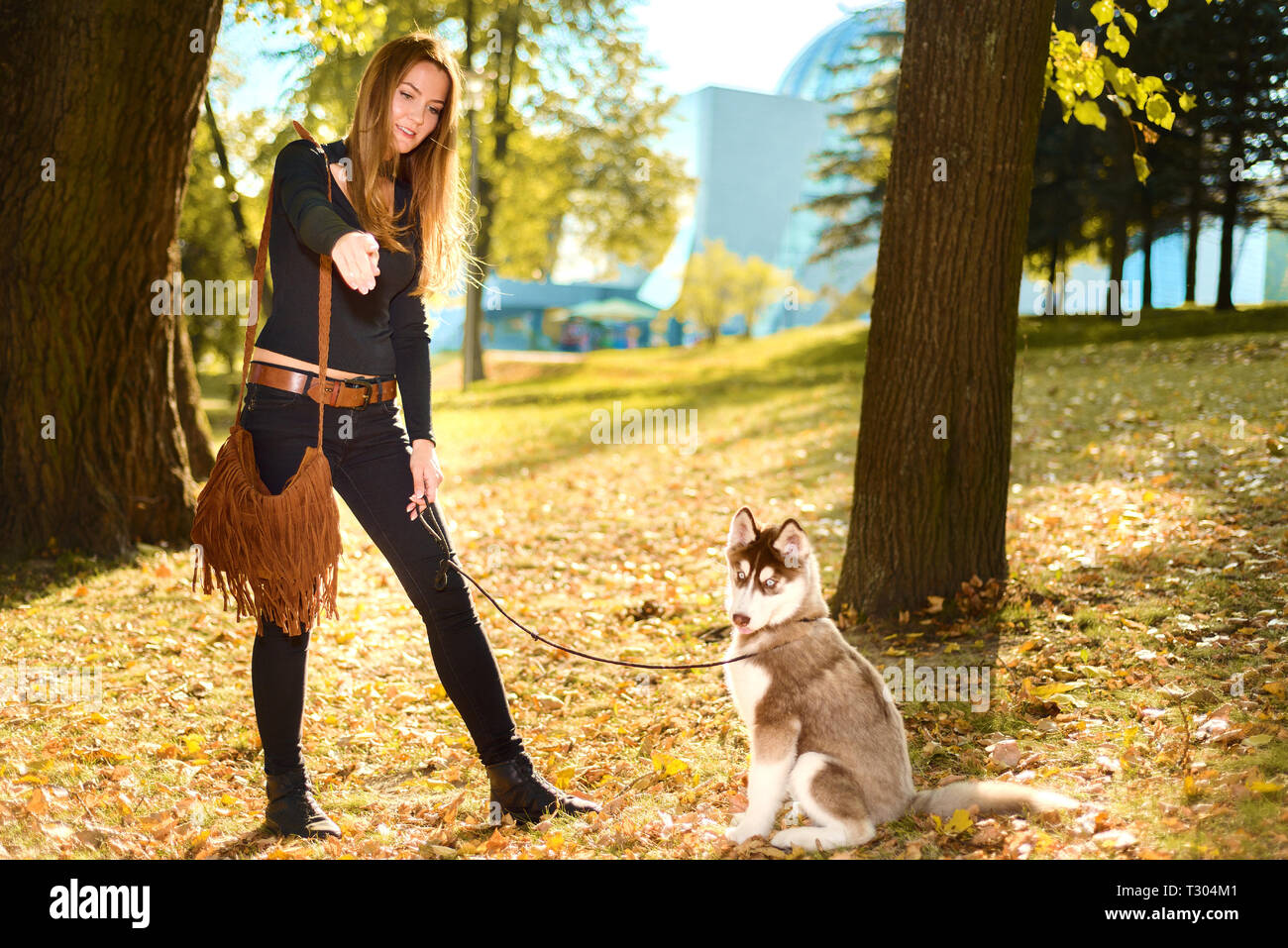 young pretty girl is training red haired husky puppy. the dog performs the command to sit Stock Photo