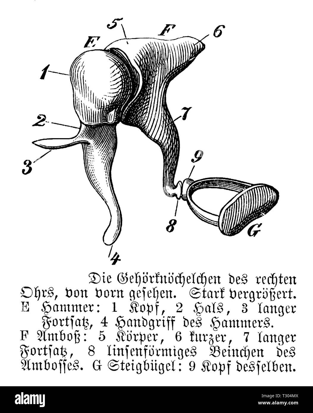 Human Auditory Ossicles Of The Ear Anonym Stock Photo Alamy