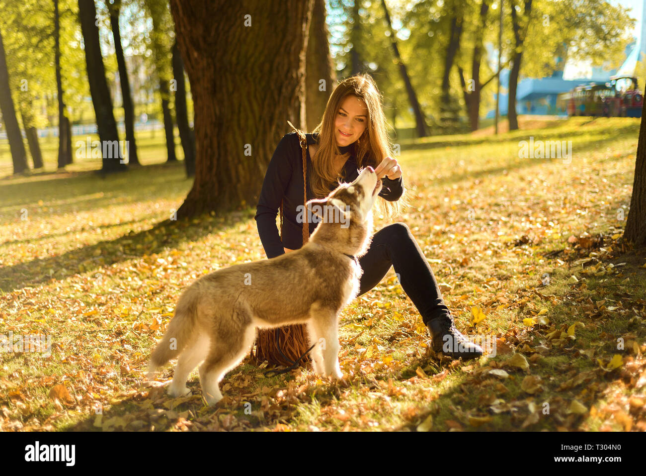young pretty girl is training and feeding off the hands of red haired husky puppy. the dog performs the command to stand Stock Photo