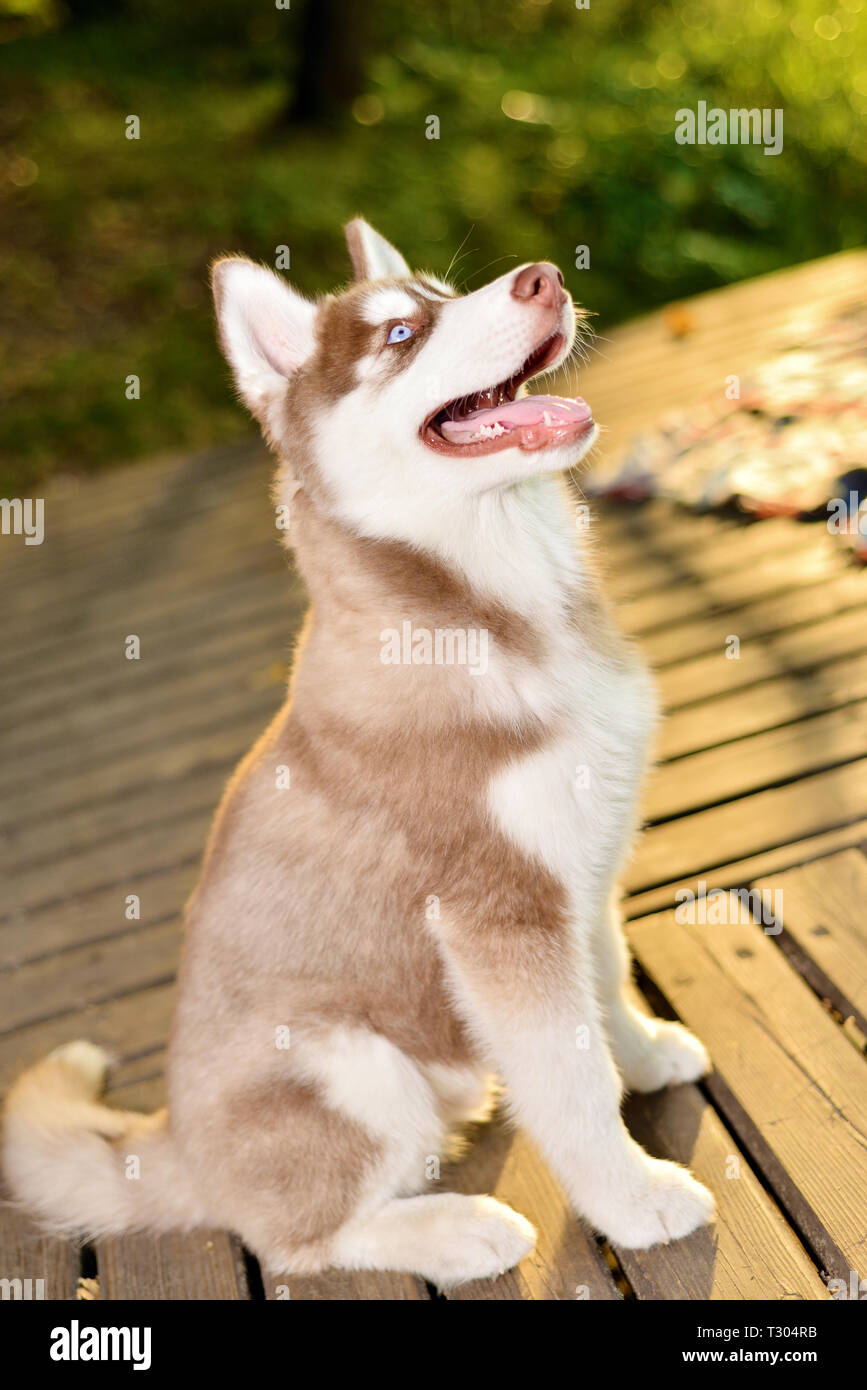 beautiful puppy dog husky performs the command to sit Stock Photo - Alamy