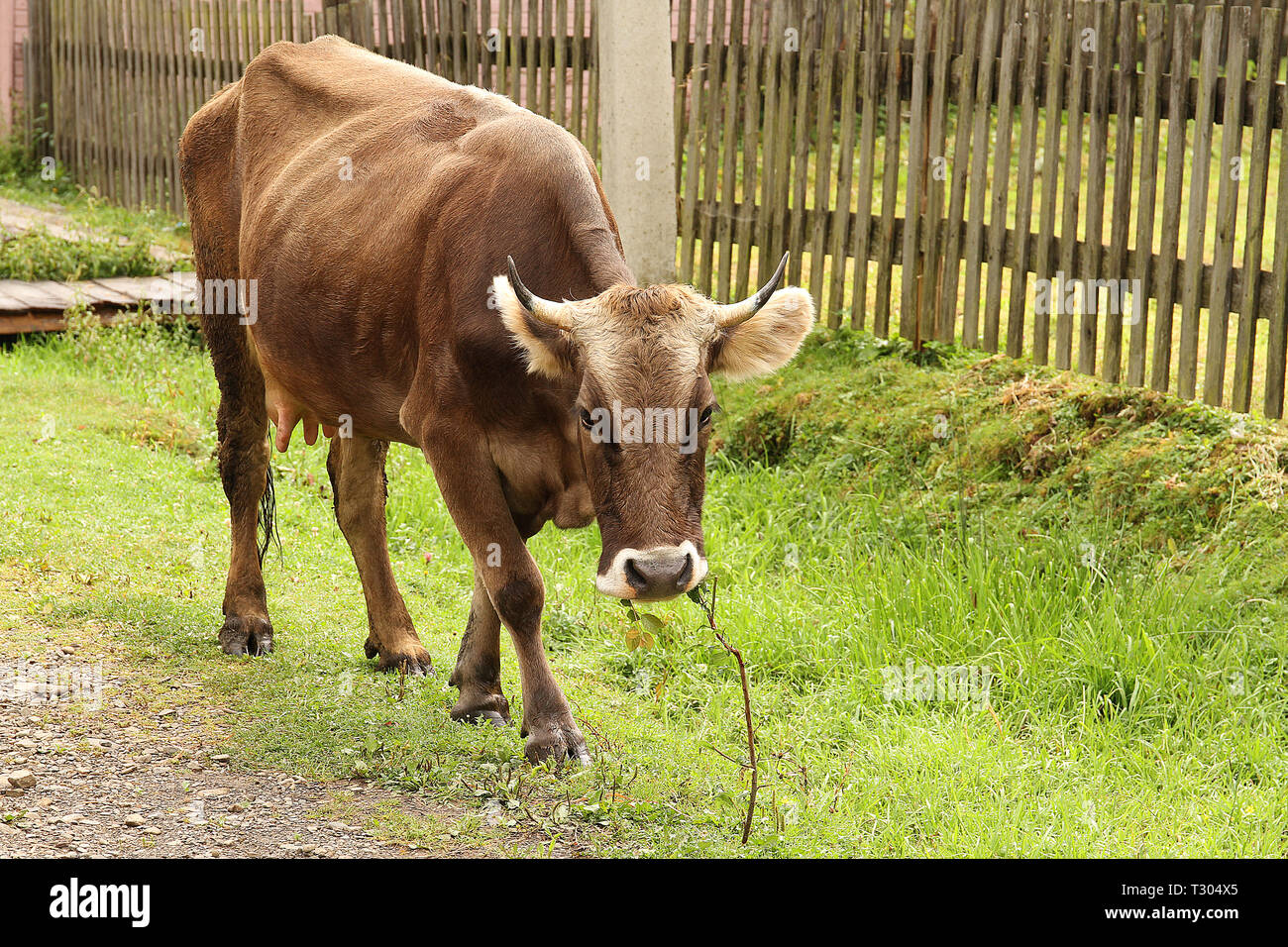 Brown cow in the nature. Spring. Green grass Stock Photo