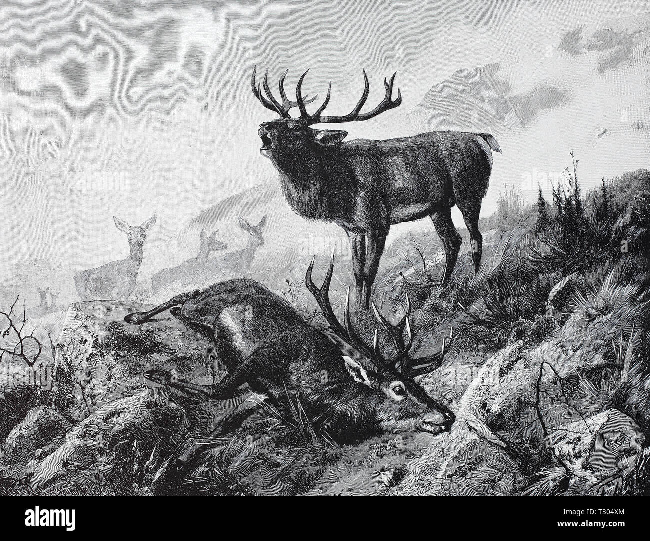 Digital improved reproduction, Finished fight, with the deer rut have fought two deer with each other and one has killed the other, Beendeter Kampf, Bei der Hirschbrunft haben zwei Hirsche miteinander gekämpft und einer hat den anderen getötet, from an original print from the 19th century Stock Photo