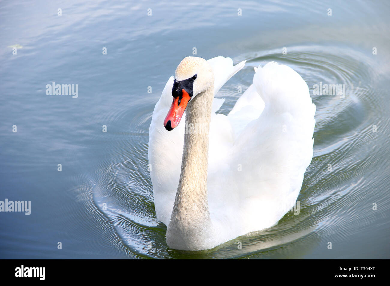 A white swan is floating on the lake. The beautiful swan. Stock Photo