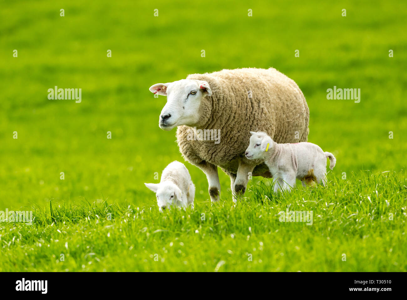 Texel ewe (female sheep) with newborn twin lambs in lush green meadow