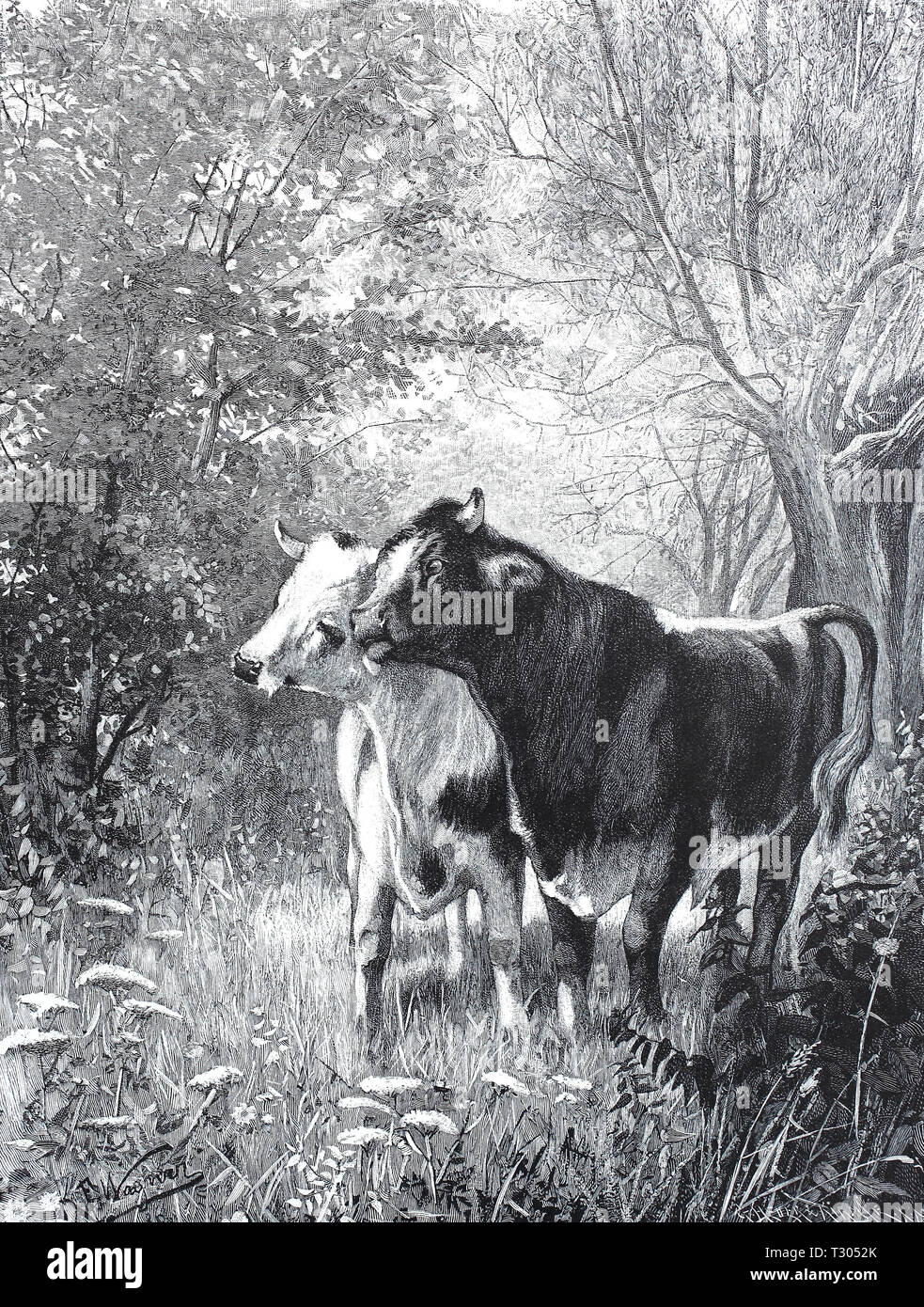 Digital improved reproduction, Lovers with cows, a bull rub itself against a cow, Liebespaar bei Kühen, ein Stier reibt sich an einer Kuh, from an original print from the 19th century Stock Photo