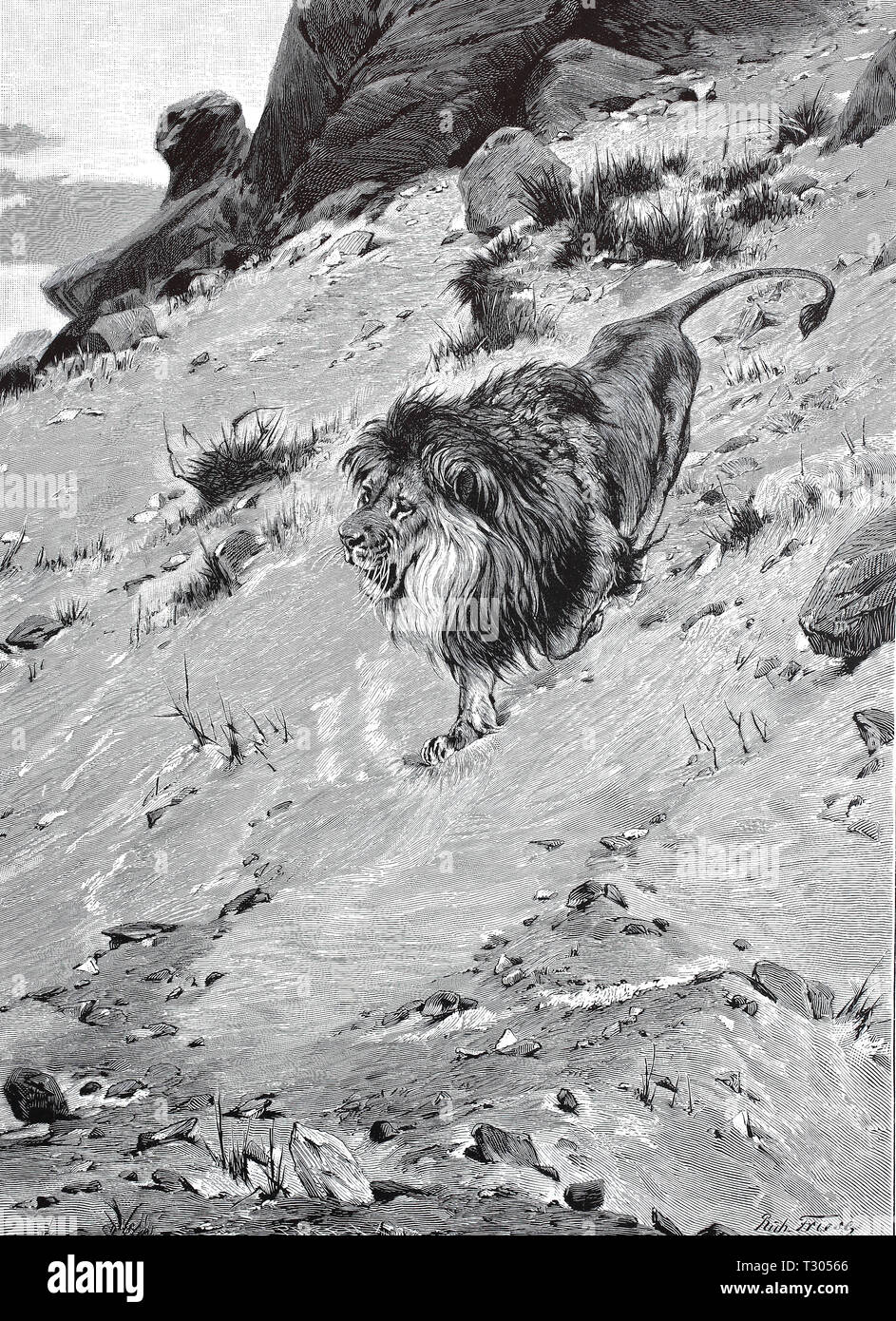 Digital improved reproduction, single male lion in a mountainous African scenery, einzelner männlicher Löwe in einer gebirgigen afrikanischen Landschaft, from an original print from the 19th century Stock Photo