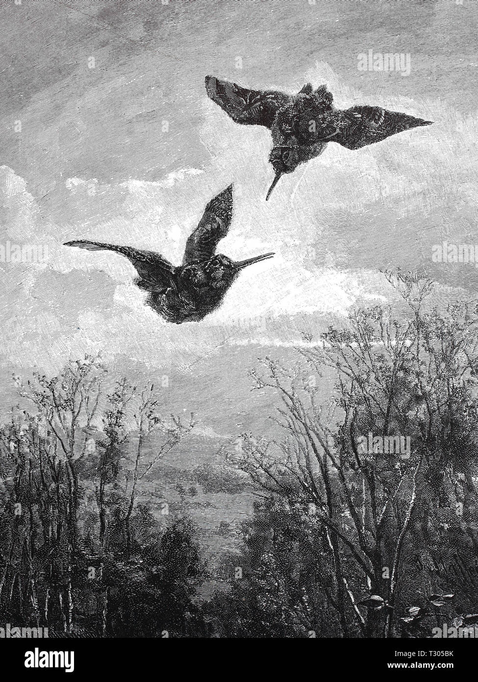 Digital improved reproduction, two flying snipes about the scenery, zwei fliegende Schnepfen über der Landschaft, from an original print from the 19th century Stock Photo
