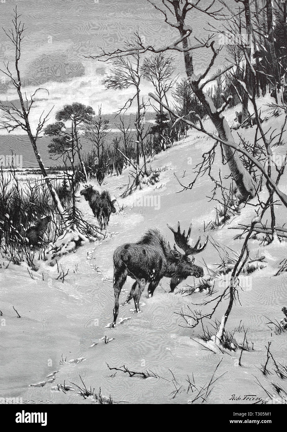 Digital improved reproduction, Moving elks in the snow-covered wood in Norway, Ziehende Elche im verschneiten Wald in Norwegen, from an original print from the 19th century Stock Photo