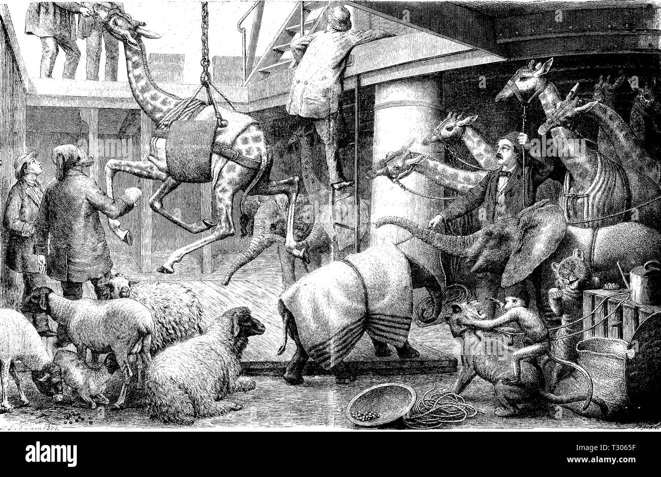 Digital improved reproduction, Unloading of a broadcasting of African animals from the ship Urano in Trieste, for the zoo, Ausladen einer Sendung afrikanischer Tiere aus dem Schiff Urano in Triest, für den Zoo, from an original print from the 19th century Stock Photo