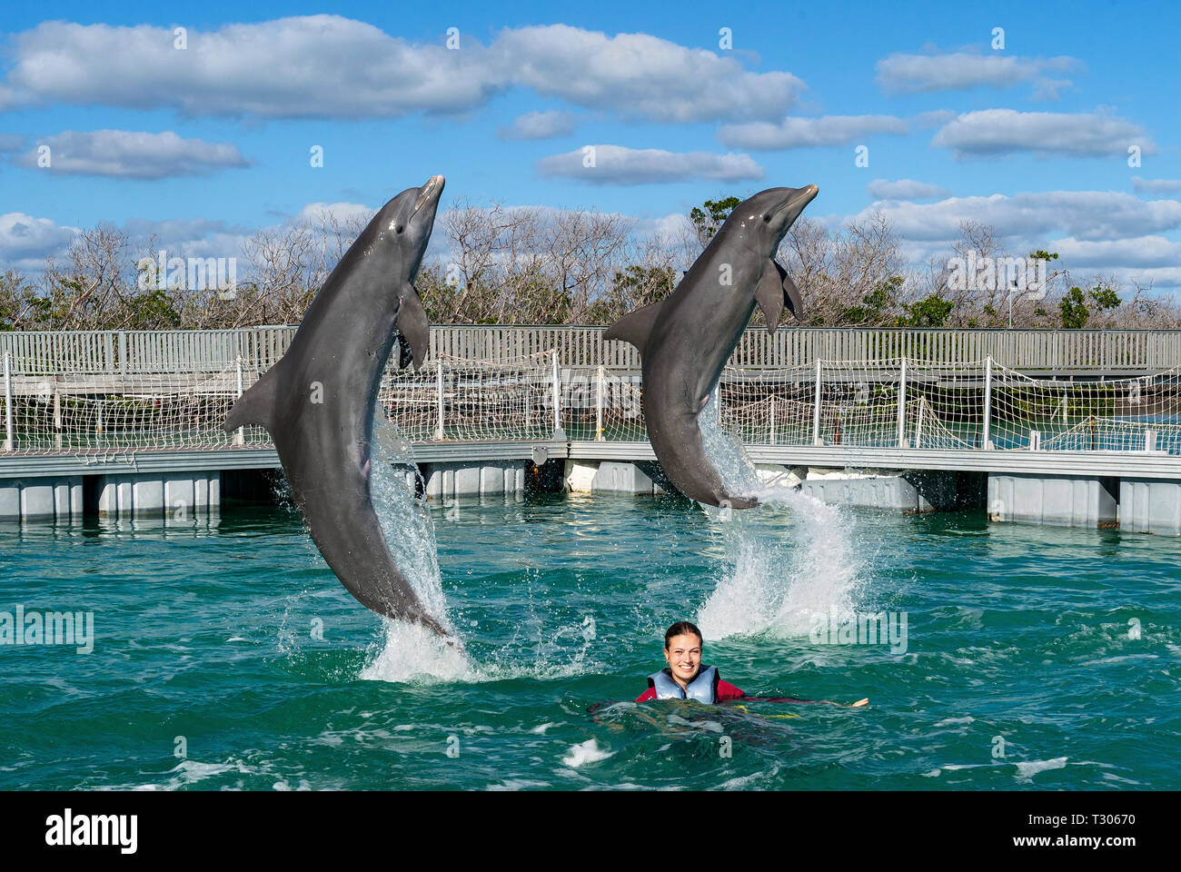 Jumping dolphins. Woman  swimming with dolphins in blue water. Stock Photo