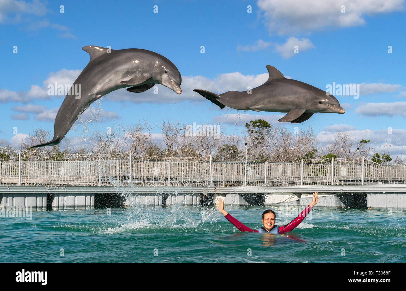 Jumping dolphins. Woman  swimming with dolphins in blue water. Stock Photo