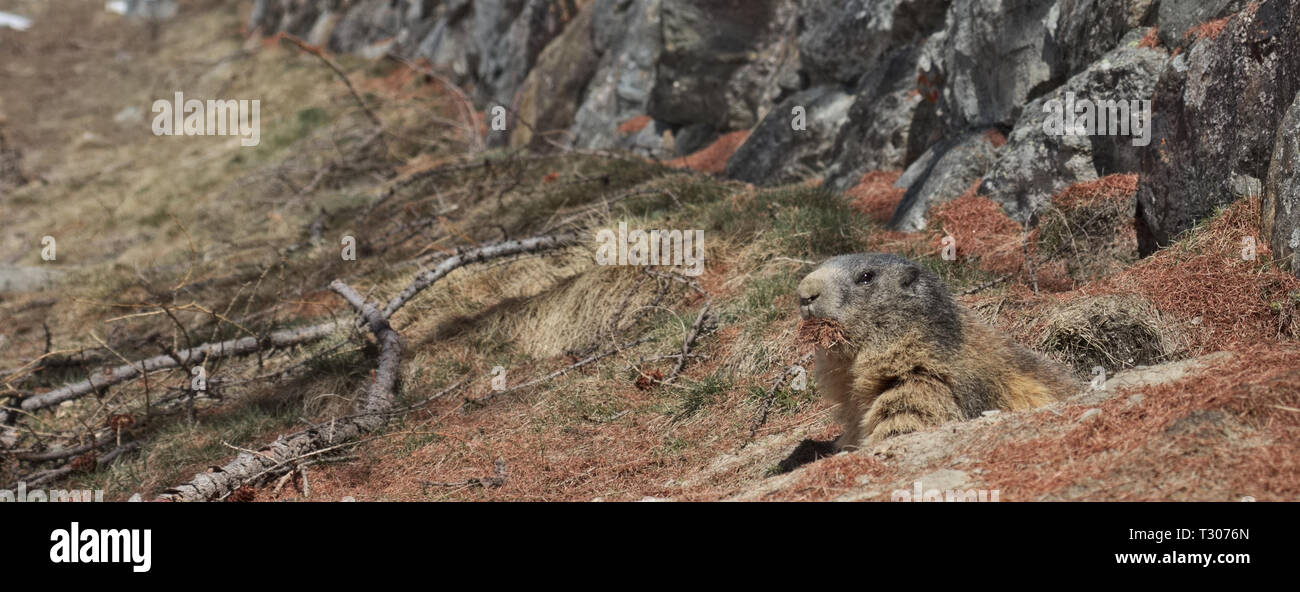 Alpine Marmot (Marmota marmota) looking out of burrow carrying brown pine needles in its mouth. Stock Photo