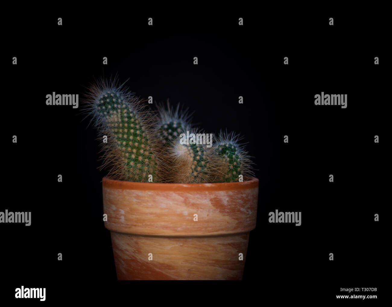 Cactus in a plant pot against a dark black background with only the plant in the light. Stock Photo