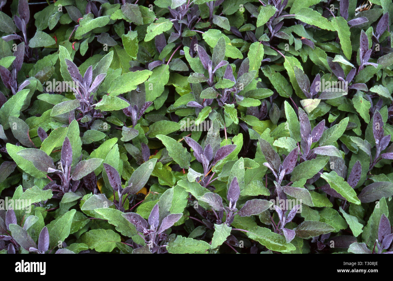 SALVIA OFFICINALIS 'PURPURASCENS' Stock Photo