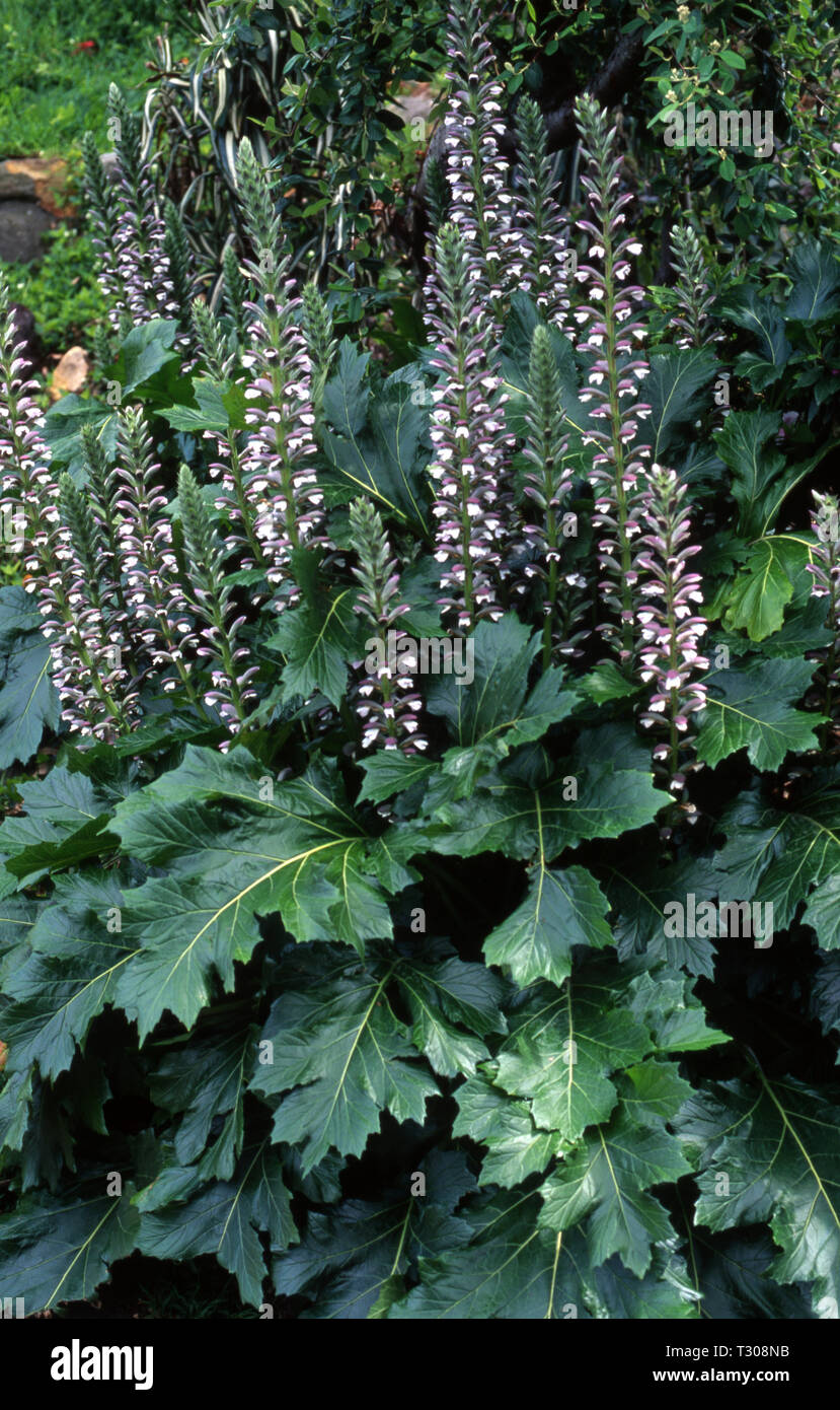 ACANTHUS MOLLIS (BEAR'S BREECHES OR OYSTER PLANT Stock Photo - Alamy