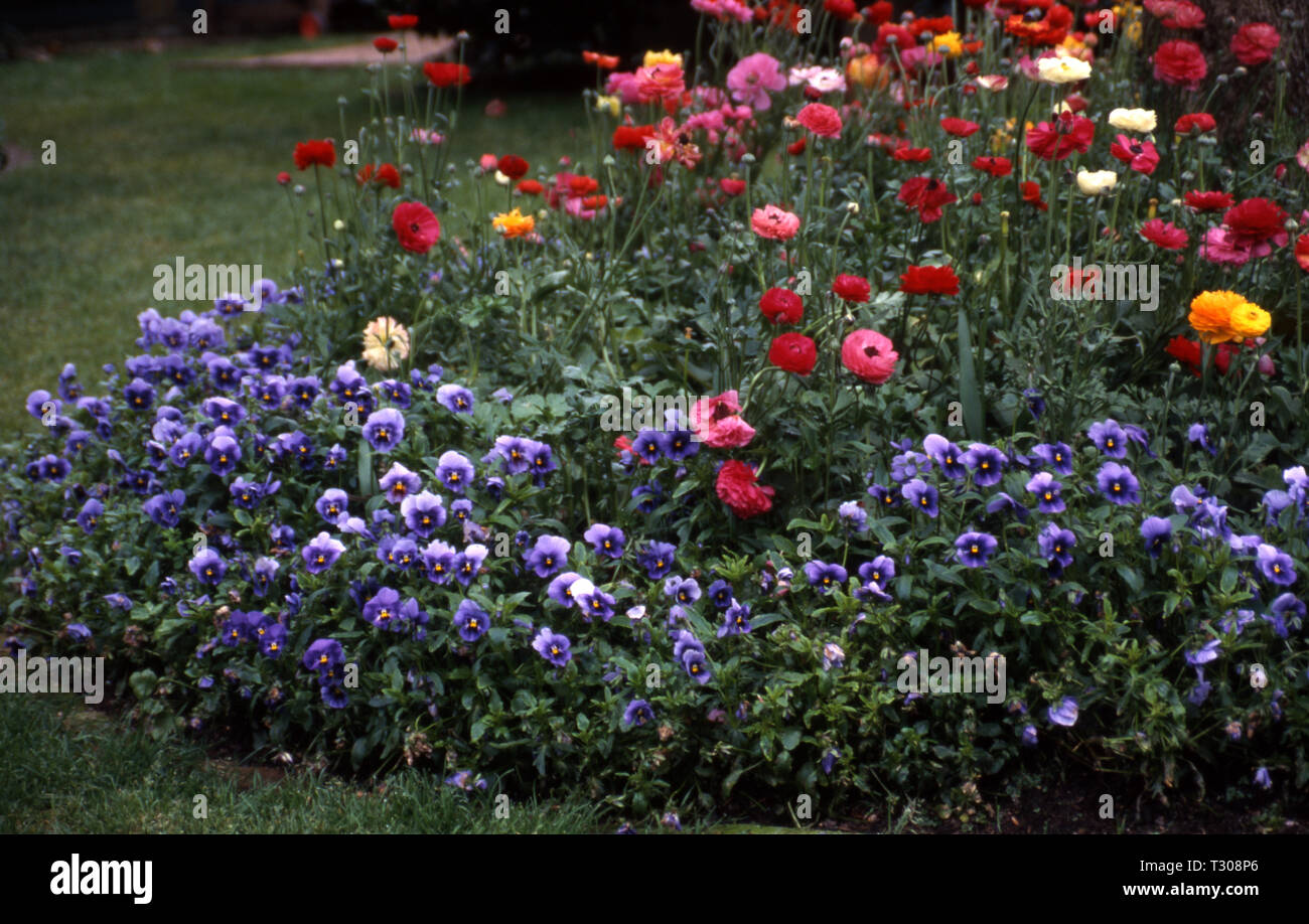 Garden Bed Of Purple Pansies Viola And Ranunculus Flowers New South Wales Australia Stock Photo Alamy
