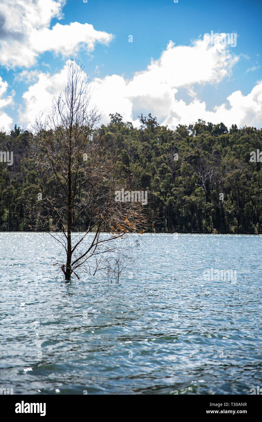 Submerged tree hi-res stock photography and images - Alamy