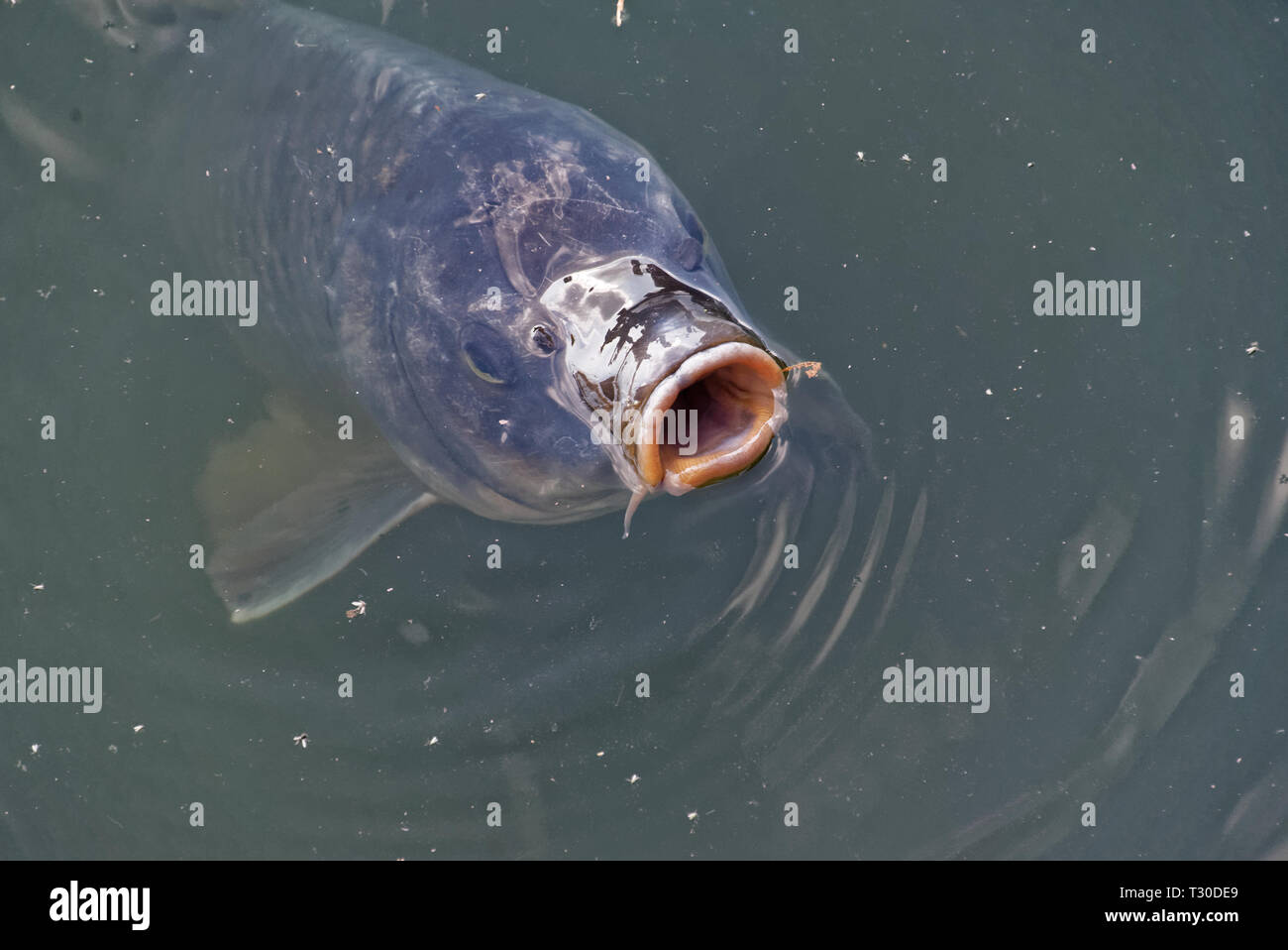 Common carp or European carp (Cyprinus carpio) is a widespread freshwater fish of eutrophic waters in lakes and large rivers in Europe and Asia. Stock Photo